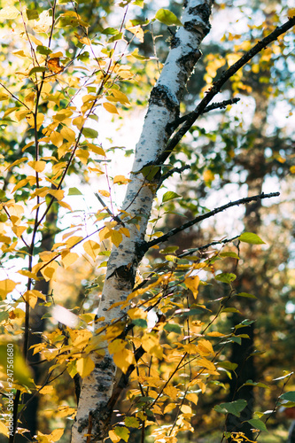 Birch foliage in the sunlight