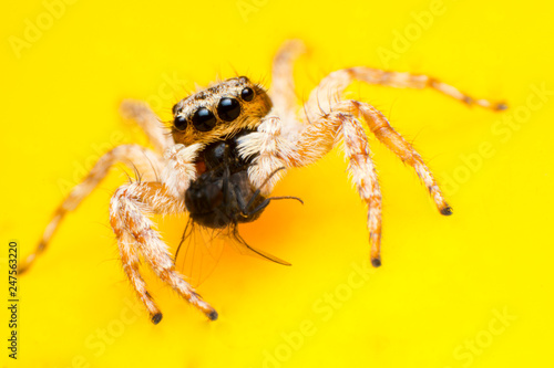 Beautiful jumping spider isolated on yellow background