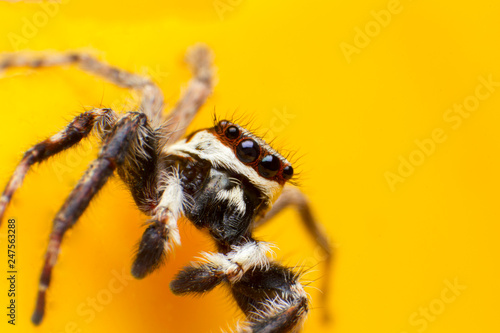 Beautiful jumping spider isolated on yellow background