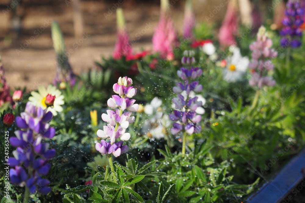 Naklejka premium 花壇