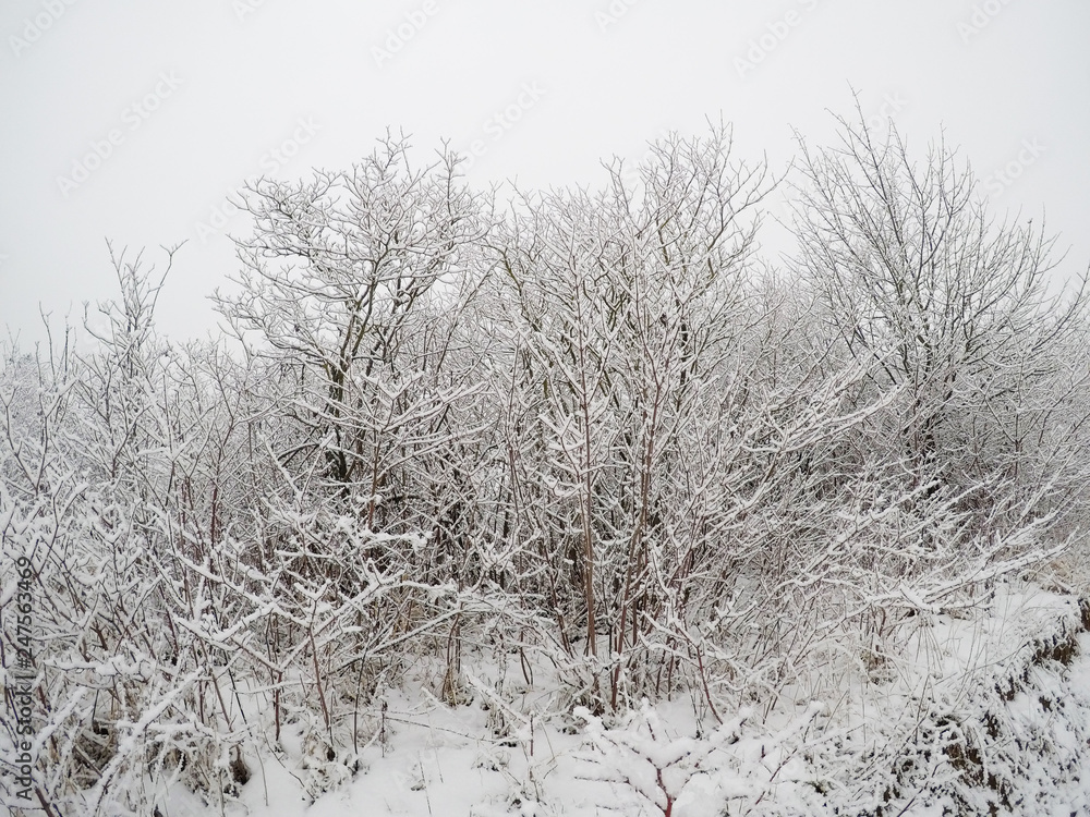 Fototapeta premium Winter, frost, snow north Croatia, morning