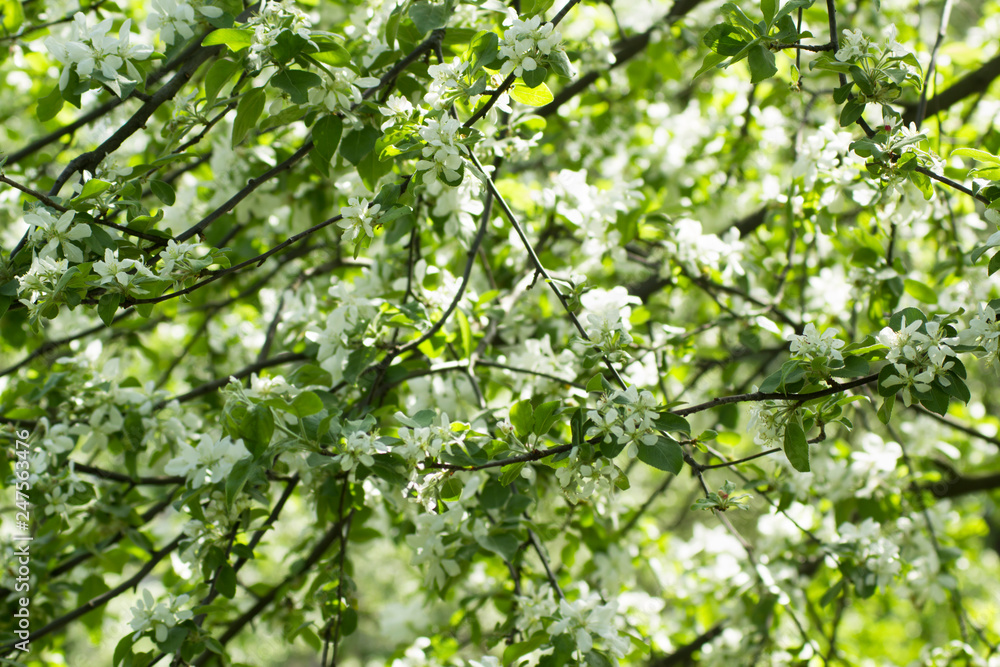 Flowers of the spring blossoming tree. White flowers background Flowers of the spring blossoming tree. White flowers background