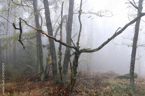 Autumn forest in fog