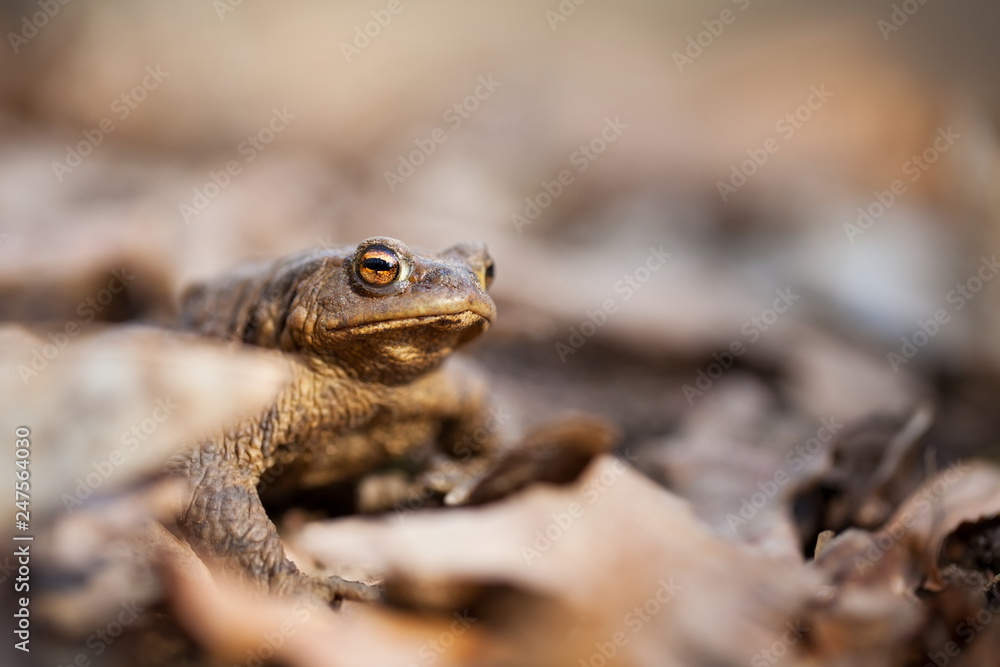 Bufo bufo. Wild nature. Beautiful picture. Nature of the Czech Republic. Frog. From Frog Life. Animal. Amphibian. Nature photos. Bufo bufo. Wild nature. Beautiful picture. Nature of the Czech Republic. Frog. From Frog Life. Animal. Amphibian. Nature photos.