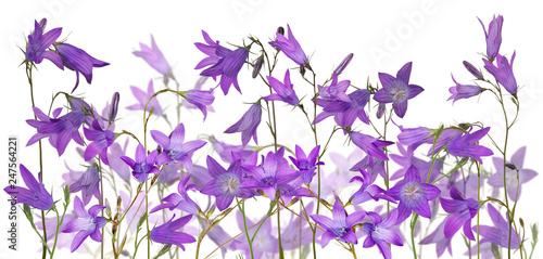 group of isolated Spreading bellflowers