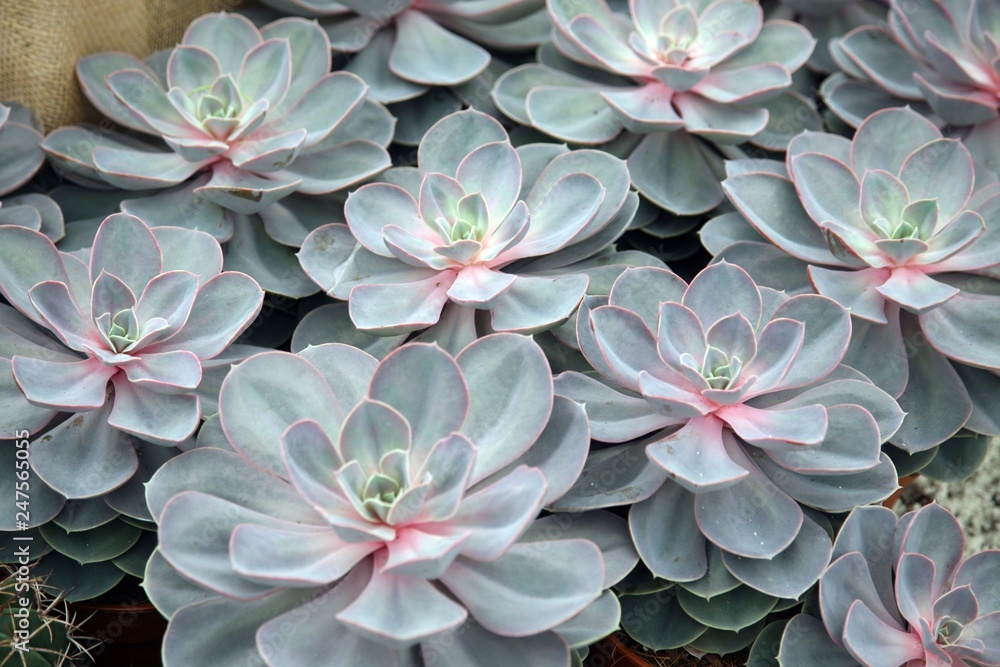 Sempervivum tectorum in closeup, housekeep Sempervivum tectorum in closeup, housekeep
