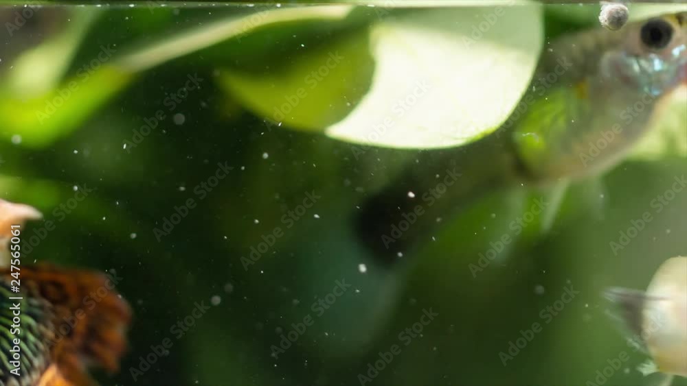 Close up scene of beautiful and colorful guppy fish swimming in aquarium tank with water plant, small dust particle flowing in water. Close up scene of beautiful and colorful guppy fish swimming in aquarium tank with water plant, small dust particle flowing in water.