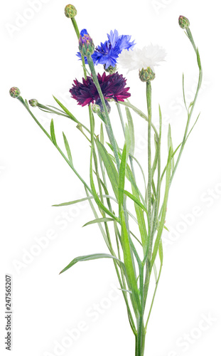 bunch of color cornflowers isolated on white