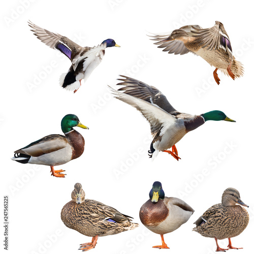 seven mallard ducks isolated on white