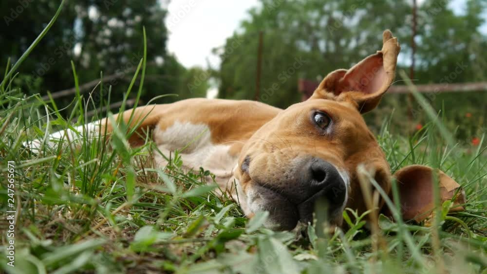 A beautiful american staffordshire terrier resting on the grass. A beautiful american staffordshire terrier resting on the grass.