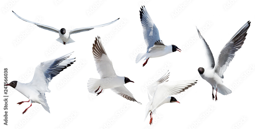 Fototapeta premium six flying black headed gulls on white