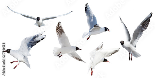 six flying black headed gulls on white