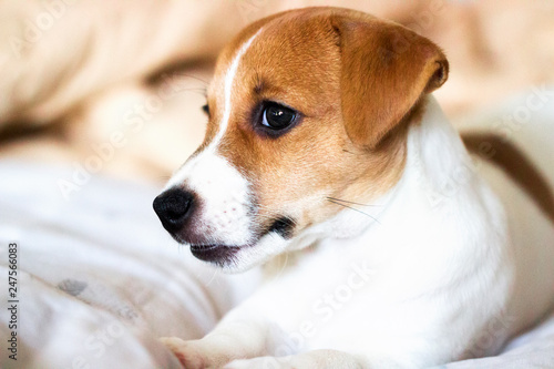 Fototapeta Naklejka Na Ścianę i Meble -  Jack Russell Terrier puppy lying on the bed