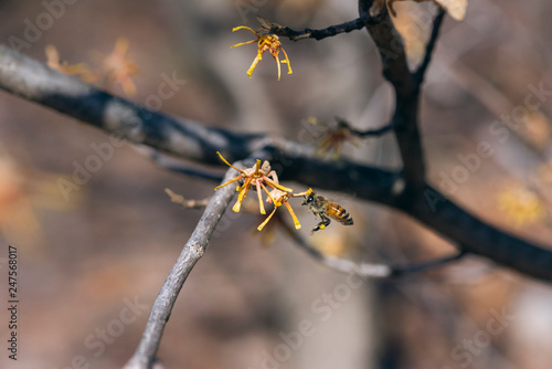 honey bee on a yellow witch hazel flowers blooming in the winter