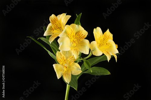 Yellow alstroemeria flowers against black