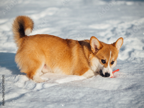 welsh corgi dog playing in winter park