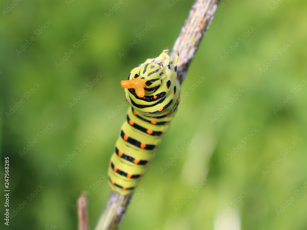 Caterpillar of Papilio machaon exposes the orange horns at the moment of danger