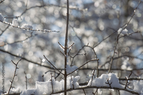 Snow-covered branches of a tree in winter