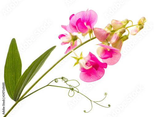 Sweet pea with tendrils