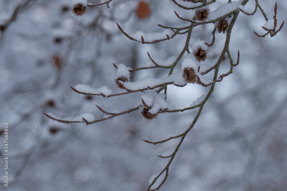 Snow-covered branches of a tree in winter Snow-covered branches of a tree in winter