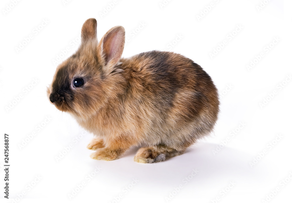 Fototapeta premium Young rabbit