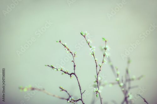 branch of cherry blossoms on cold background © Natalia
