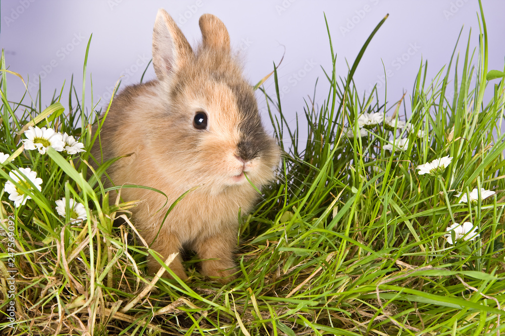 Eating grass