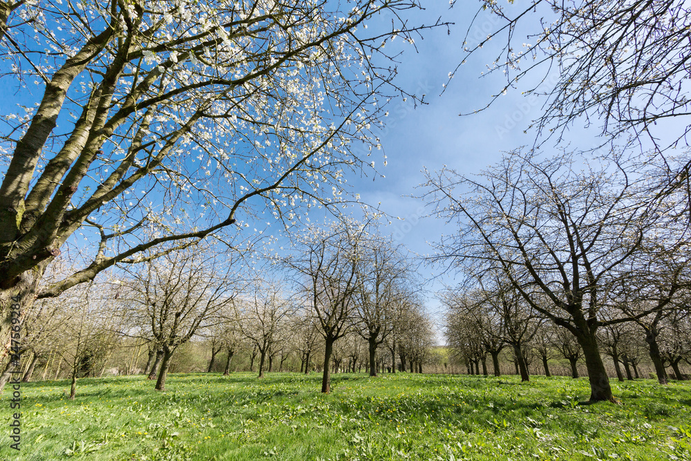 Young pear trees in springtime