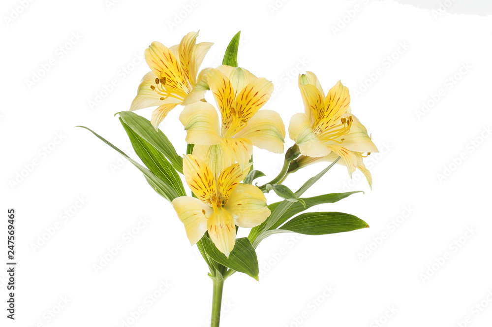 Fototapeta premium Yellow alstroemeria flowers