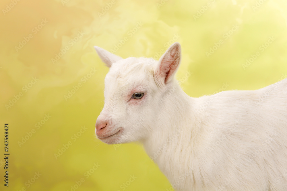 Baby goat face