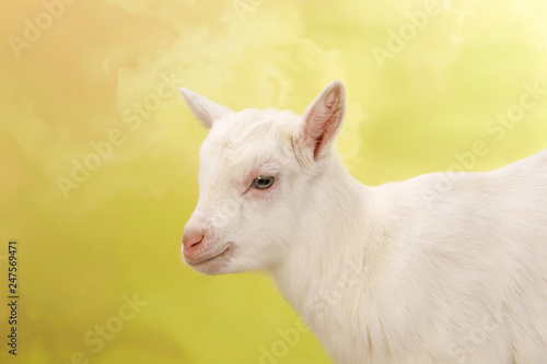 Baby goat face