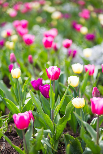 Colorful tulip flowers blooming in a garden flower bud