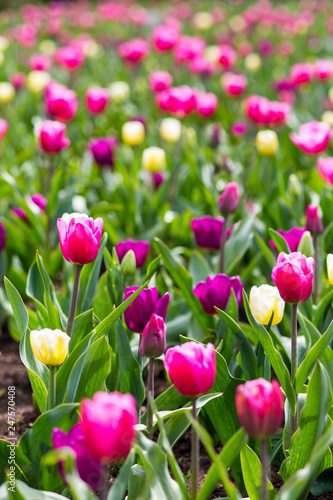 Colorful tulip flowers blooming in a garden flower bud