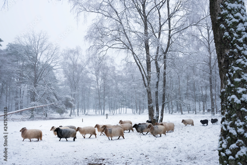 flock of horned sheep in winter forest with snow flock of horned sheep in winter forest with snow