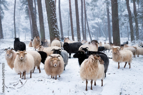 flock of horned sheep in winter forest with snow photo