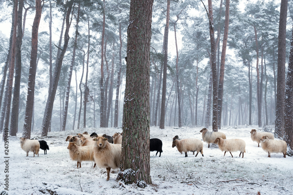flock of horned sheep in winter forest with snow flock of horned sheep in winter forest with snow