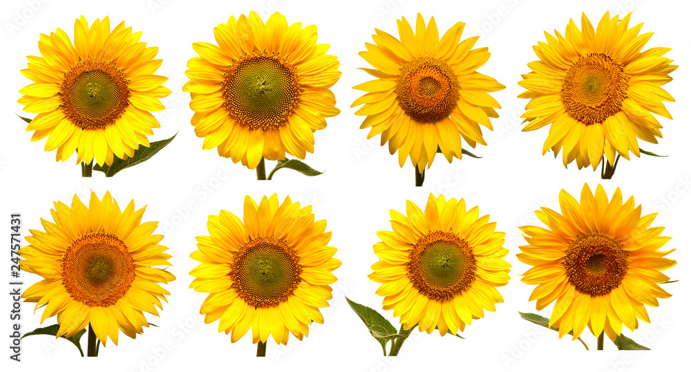 Sunflowers head collection isolated on white background. Sun symbol. Flowers yellow, agriculture. Seeds and oil. Flat lay, top view. Bio. Eco Sunflowers head collection isolated on white background. Sun symbol. Flowers yellow, agriculture. Seeds and oil. Flat lay, top view. Bio. Eco