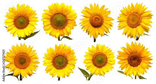 Sunflowers head collection isolated on white background. Sun symbol. Flowers yellow  agriculture. Seeds and oil. Flat lay  top view. Bio. Eco
