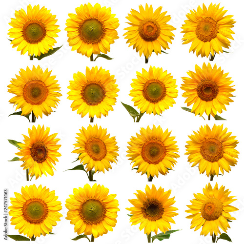 Sunflowers head collection isolated on white background. Sun symbol. Flowers yellow, agriculture. Seeds and oil. Flat lay, top view. Bio. Eco