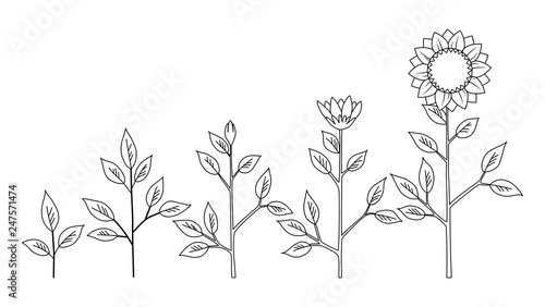 Vector sunflower plant growth stages coloring concept, abstract flower symbols isolated on white background. Sunflower life cycle. Flat style.