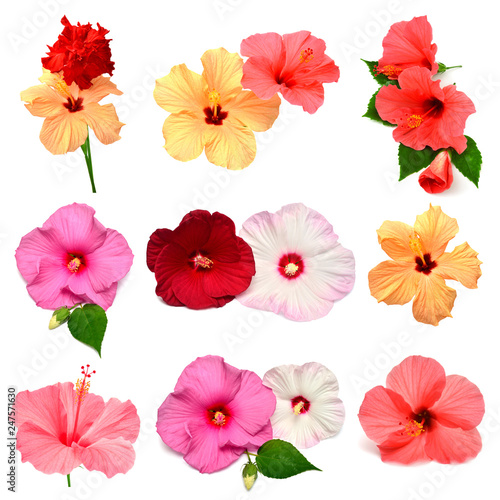 Collection of colored hibiscus flowers with leaves isolated on white background. Flat lay  top view. Creative card.