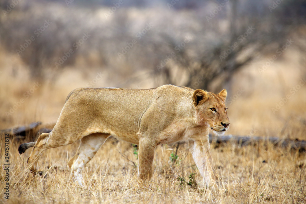 Fototapeta premium The Southern lion (Panthera leo melanochaita) also the East-Southern African lion or Eastern-Southern African lion or Panthera leo kruegeri. The adult lioness walking through the savannah.