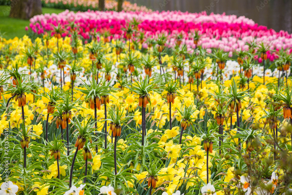 Tulpen bunt und farbenfroh im Frühling in Holland