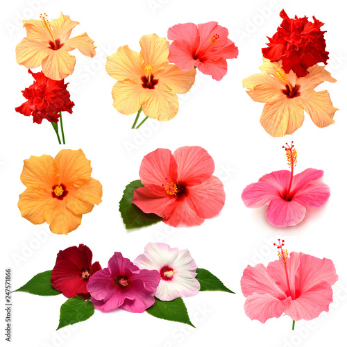 Collection of colored hibiscus flowers with leaves isolated on white background. Flat lay, top view. Creative card.