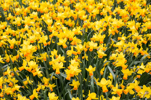 Narzissen Feld Lisse und Keukenhof im Fr  hling