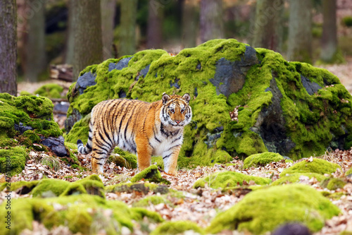 The Siberian tiger (Panthera tigris tigris),also called Amur tiger (Panthera tigris altaica) walking through the forest. Young tiger in the in a natural environment.