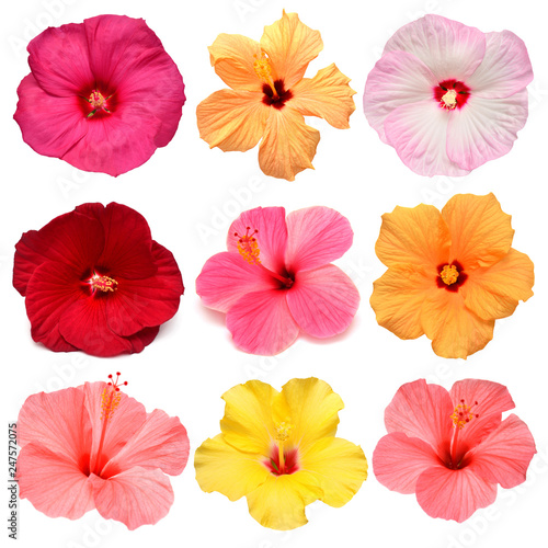 Collection head multicolored hibiscus flowers isolated on white background. Tropical plant. Flat lay, top view. Creative card. Orange, red, pink, yellow