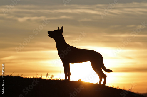 Belgian Shepherd dog Malinois against the backdrop of a beautiful sunset. © Diana Badmaeva