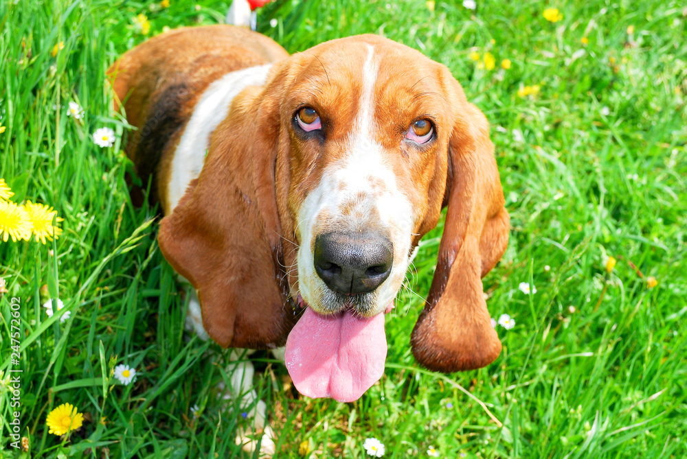 Smile hound hotsell
