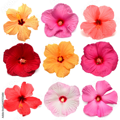 Collection head multicolored hibiscus flowers isolated on white background. Tropical plant. Flat lay, top view. Creative card. Orange, red, pink, yellow